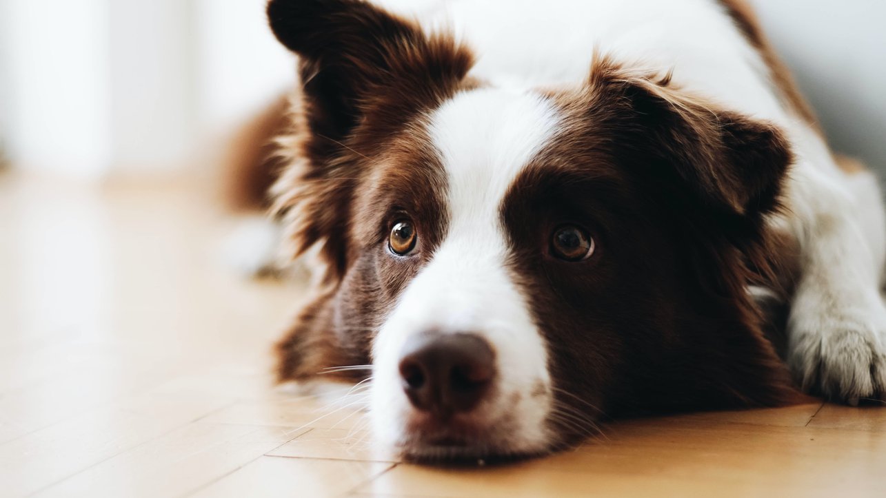 Which Dog Breeds Are Covered by Homeowners Insurance?